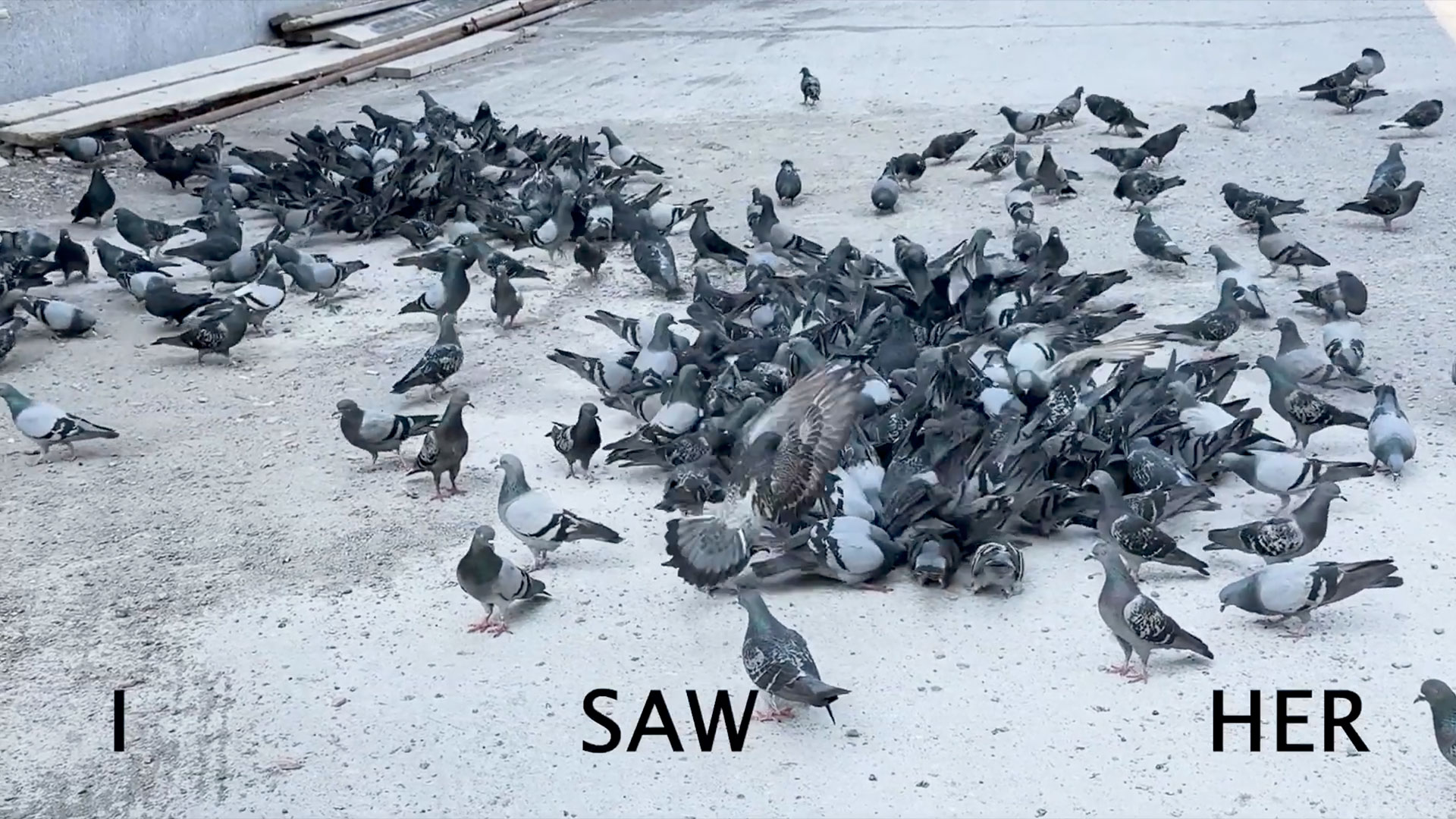 FatemehKazemi_Birds_WEBSTILL-1